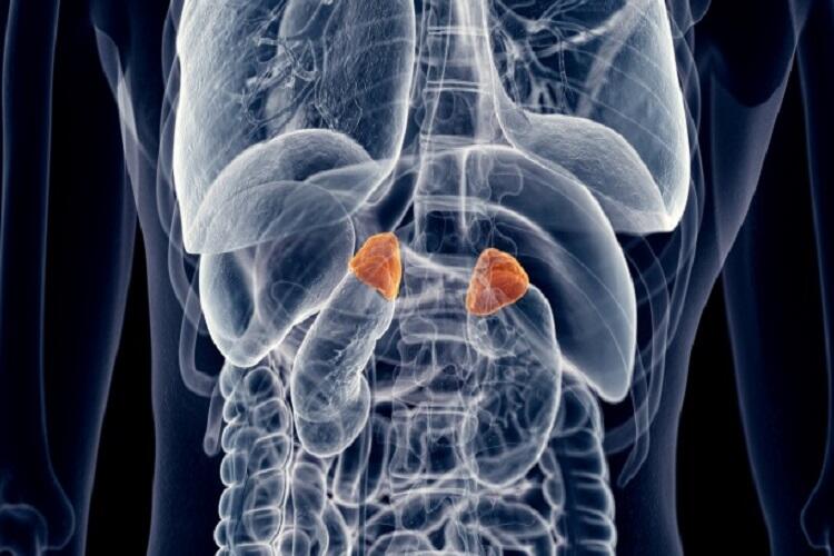 Medically Accurate Illustration Of The Adrenal Glands